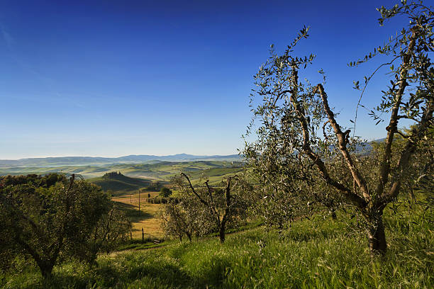 Paesaggio collinare toscano visto tra gli ulivi